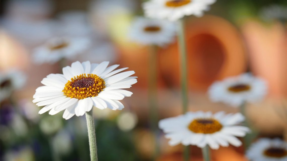 Tips voor een kleine tuin