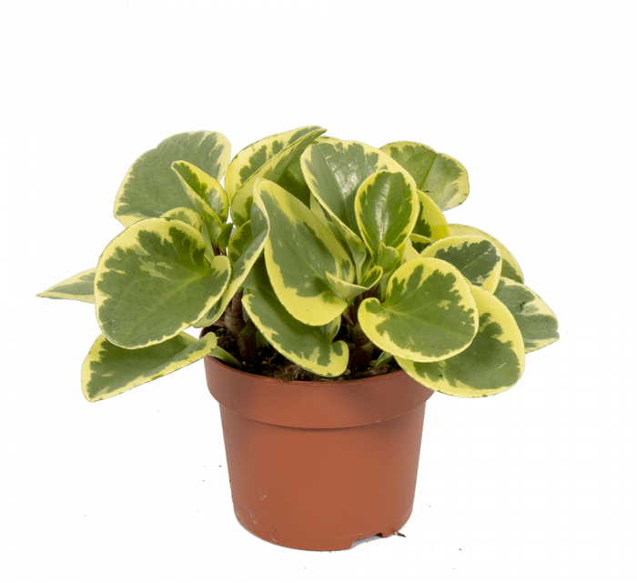 Zin in een nieuwe plant? Ga voor de Peperomia Obtusifolia