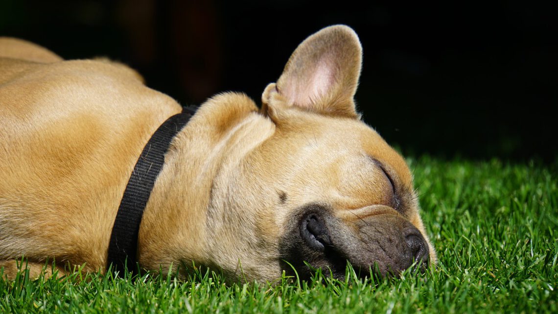 Zonder halsband hond is het uitlaten van je hond gevaarlijk