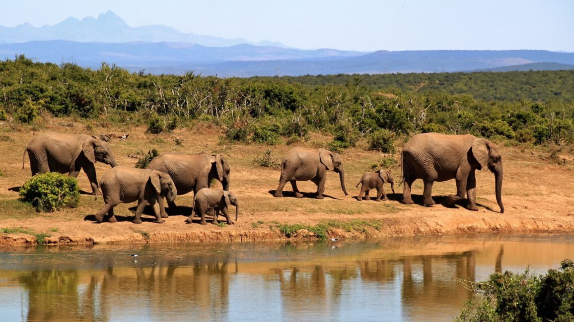 Geniet van een geweldige vakantie in Afrika met safari