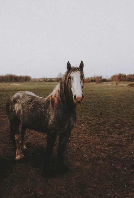 Bloemen, Mode & Paarden: Een Kleurrijk Leven Vol Avontuur